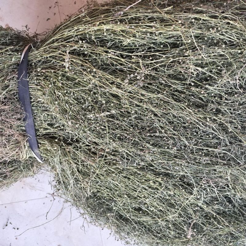 白花蛇舌草整株新货白花蛇舌草中药材蛇利草