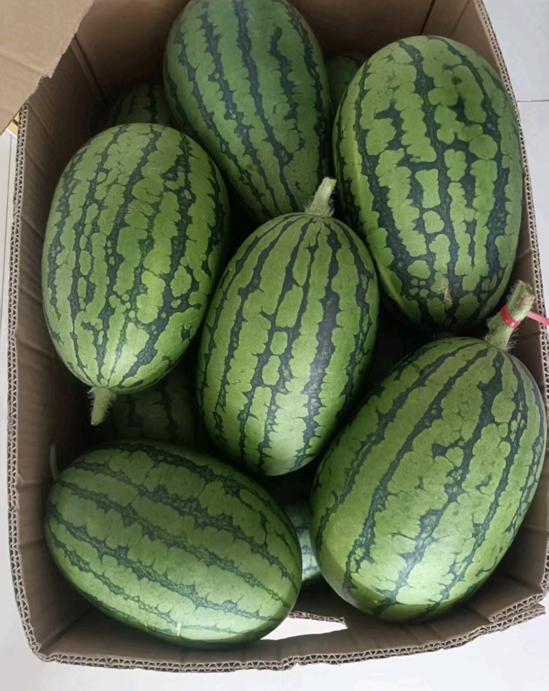 【推荐】早春红玉西瓜，小西瓜，大量接单产地直发欢迎来电