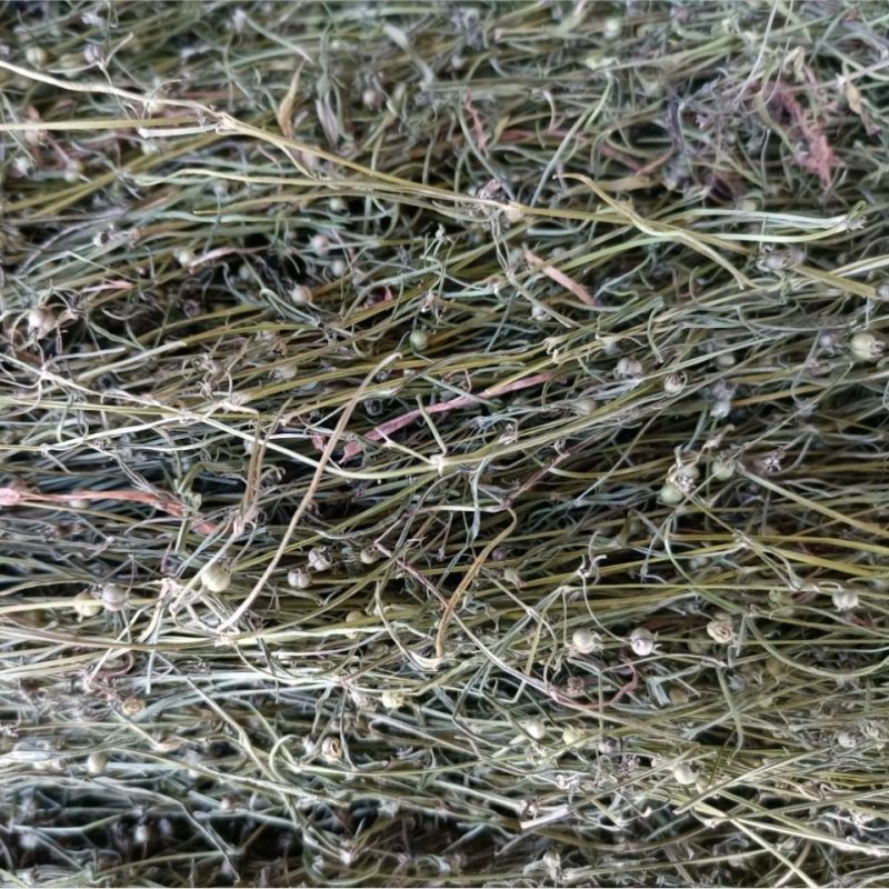 白花蛇舌草整株新货白花蛇舌草中药材蛇利草