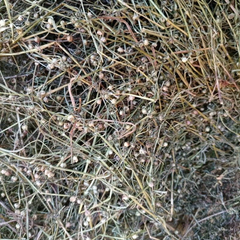 白花蛇舌草整株新货白花蛇舌草中药材蛇利草