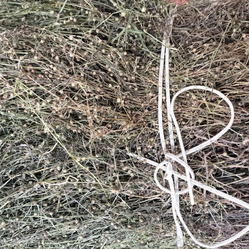 白花蛇舌草整株新货白花蛇舌草中药材蛇利草