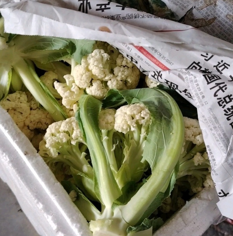 花菜大量供应，产地一手货源，保质保量，欢迎来电