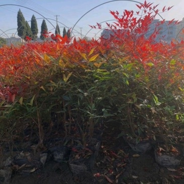 产地直销高度20-100厘米红天竹