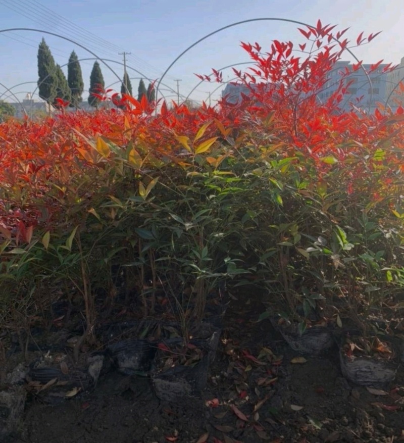 产地直销高度20-100厘米红天竹