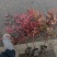 产地直销高度20-100厘米红天竹