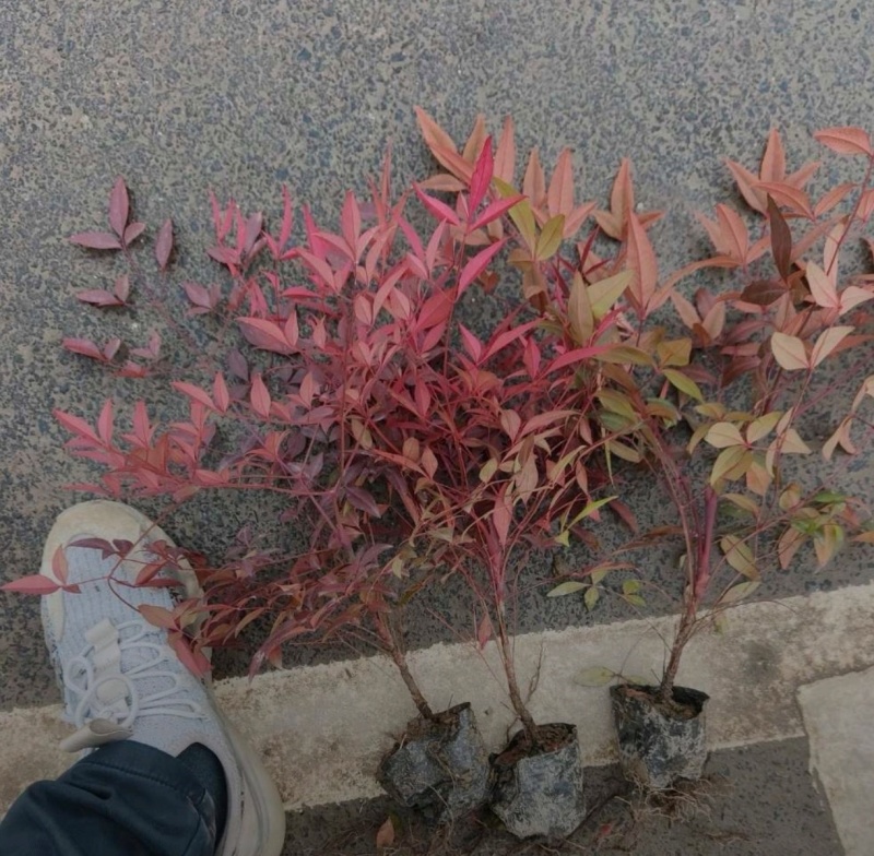 产地直销高度20-100厘米红天竹