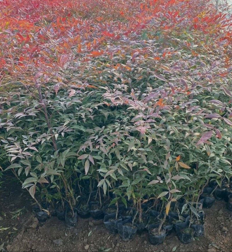 产地直销高度20-100厘米红天竹