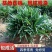 优质玉龙草矮麦冬细叶绿化草坪一手货源产地直发