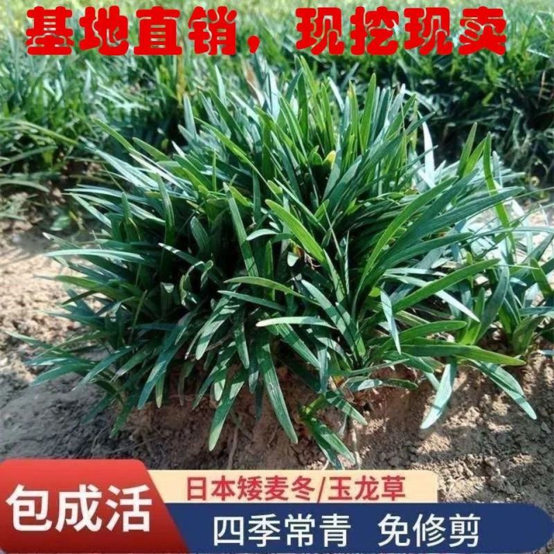 优质玉龙草矮麦冬细叶绿化草坪一手货源产地直发