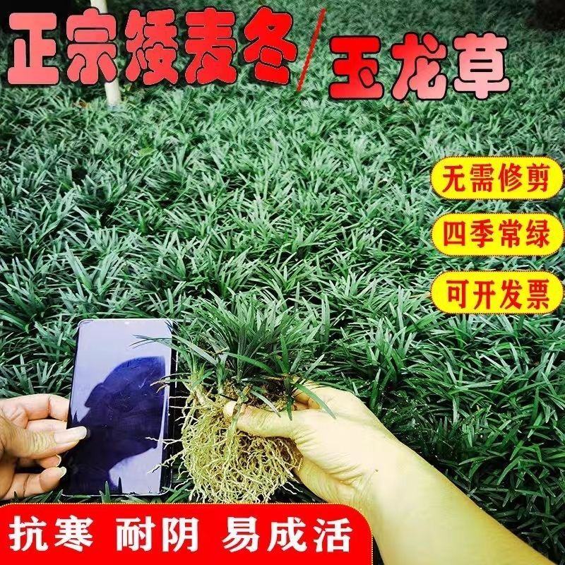 优质玉龙草矮麦冬细叶绿化草坪一手货源产地直发
