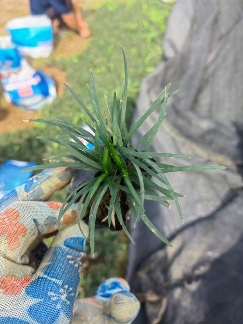 优质玉龙草矮麦冬细叶绿化草坪一手货源产地直发