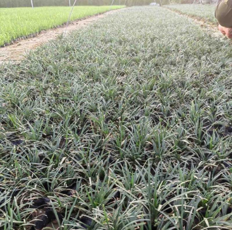 优质玉龙草矮麦冬细叶绿化草坪一手货源产地直发
