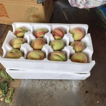 水蜜桃电商一件发货24小时内揽收发货底价出量基地直发