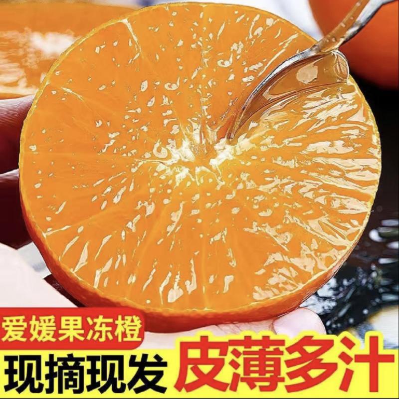 《实力推荐》四川爱媛果冻橙基地直发对接全国一条龙服务