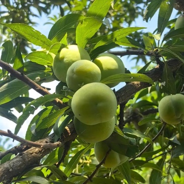 陕西青李子加工专用24小时随时供应量大无忧