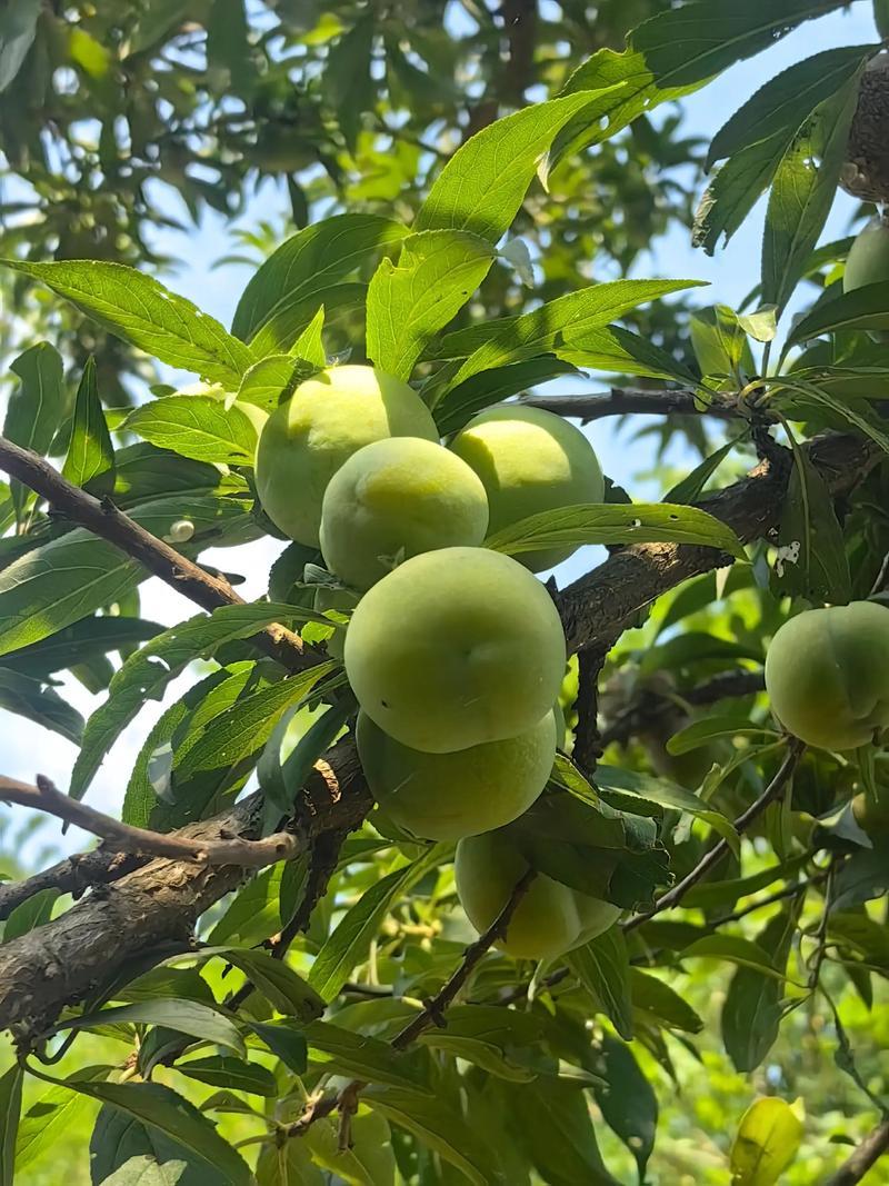 陕西青李子加工专用24小时随时供应量大无忧