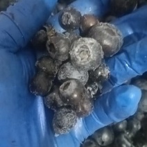 冻蓝莓蓝莓冻货全年有货大量走货可以电话联系