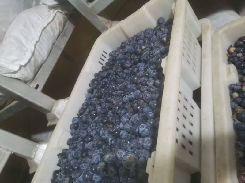 冻蓝莓蓝莓冻货全年有货大量走货可以电话联系