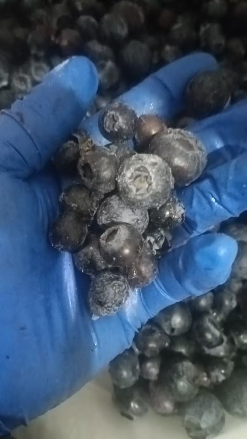 冻蓝莓蓝莓冻货全年有货大量走货可以电话联系