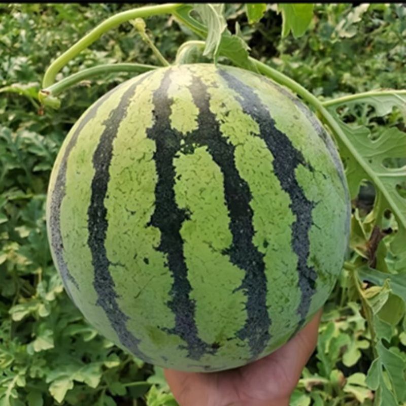 有籽西瓜有籽美都西瓜大量供应可视频看货欢迎来电采购