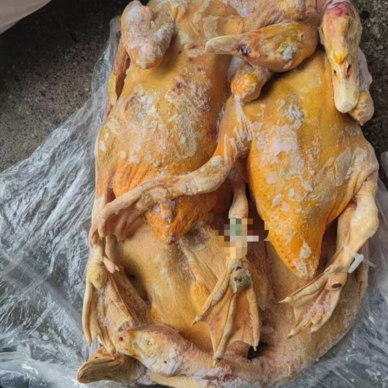 二级正番鸭