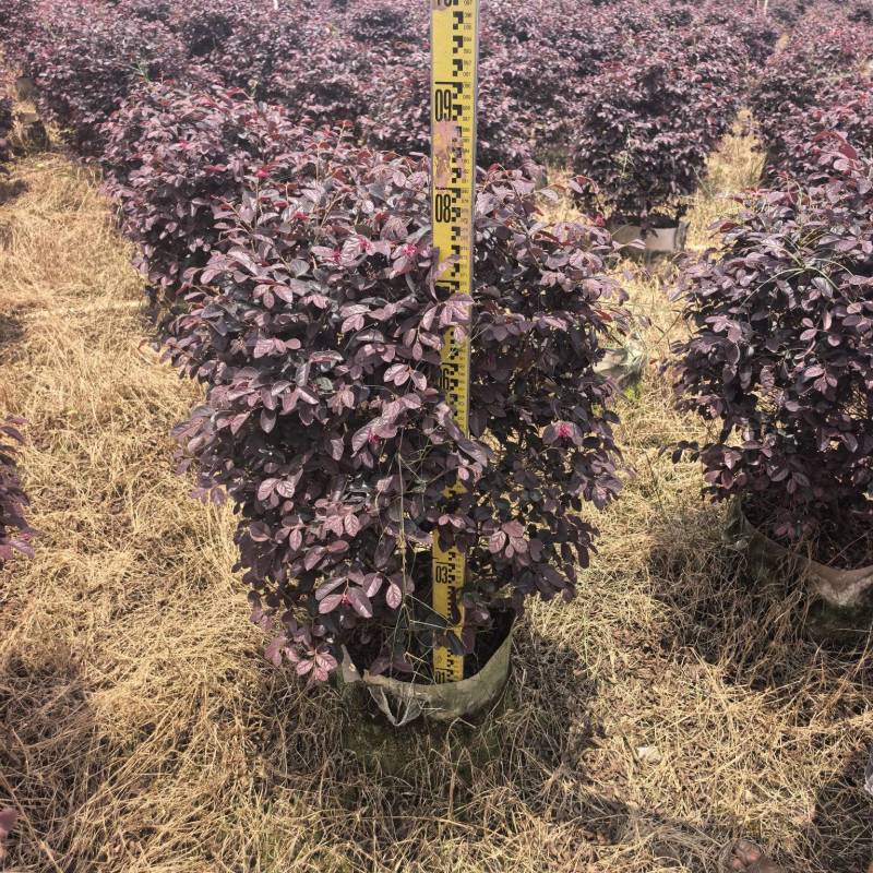 红继木基地直供自产自销量大价格实惠欢迎选购