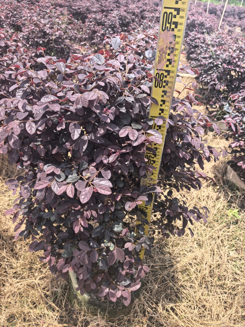 红继木基地直供自产自销量大价格实惠欢迎选购
