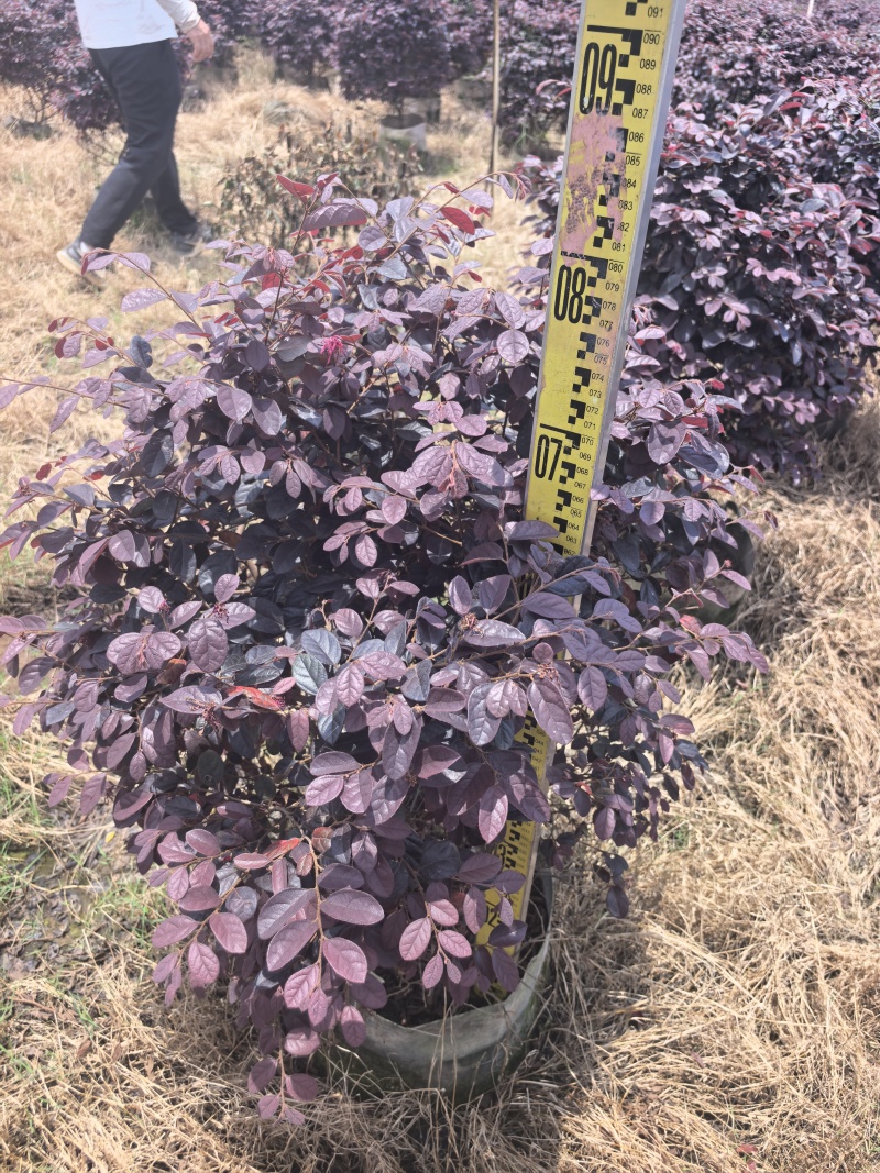 红继木基地直供自产自销量大价格实惠欢迎选购