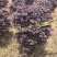 红继木基地直供自产自销量大价格实惠欢迎选购