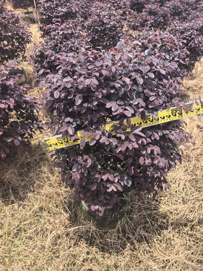 红继木基地直供自产自销量大价格实惠欢迎选购