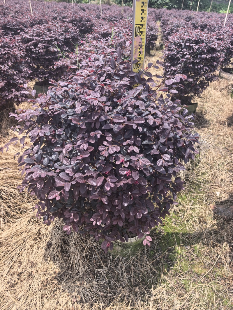 红继木基地直供自产自销量大价格实惠欢迎选购