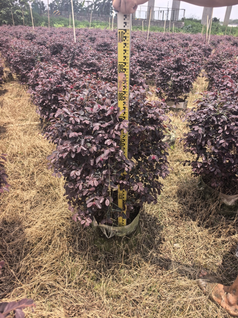红继木基地直供自产自销量大价格实惠欢迎选购