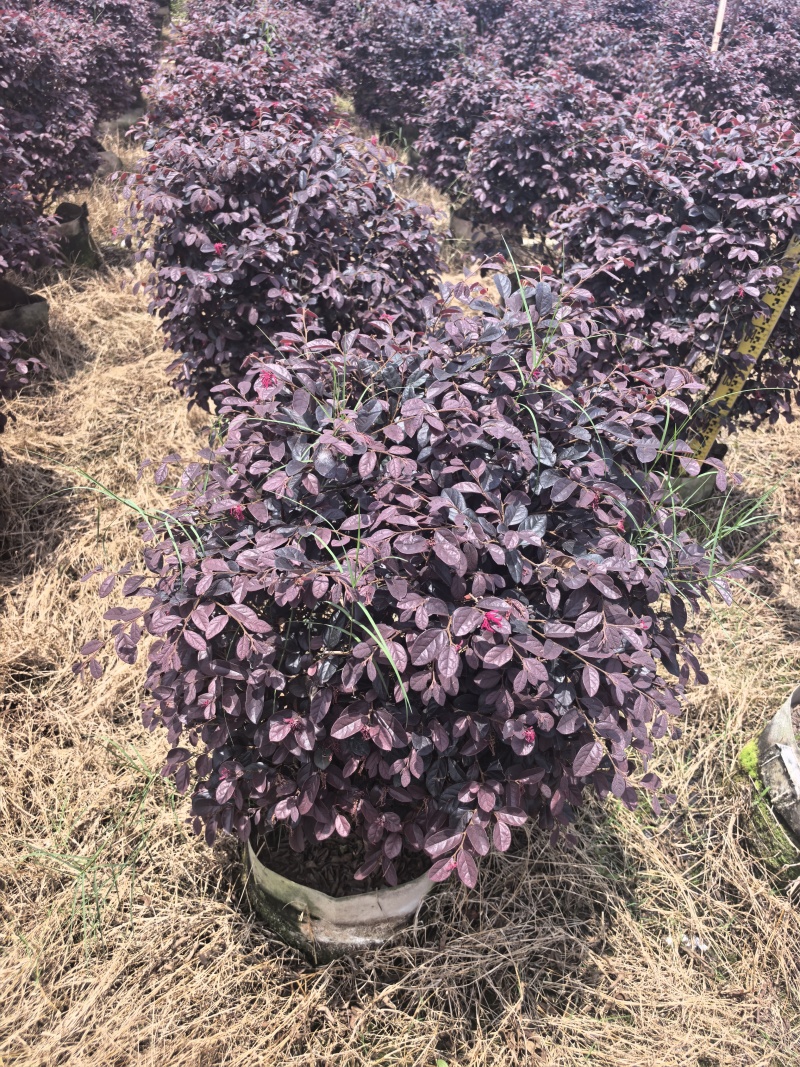 红继木基地直供自产自销量大价格实惠欢迎选购