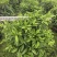 灰莉非洲茉莉基地直供自产自销一手货源量大价格实惠