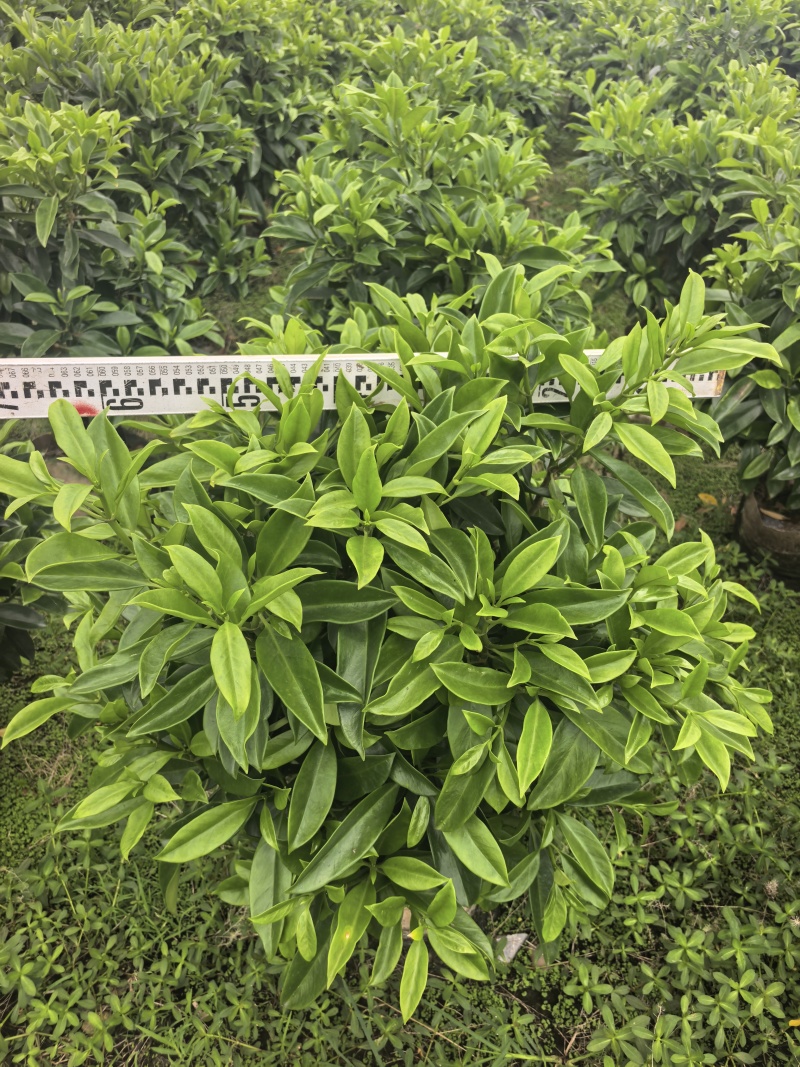 灰莉非洲茉莉基地直供自产自销一手货源量大价格实惠