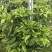 灰莉非洲茉莉基地直供自产自销一手货源量大价格实惠