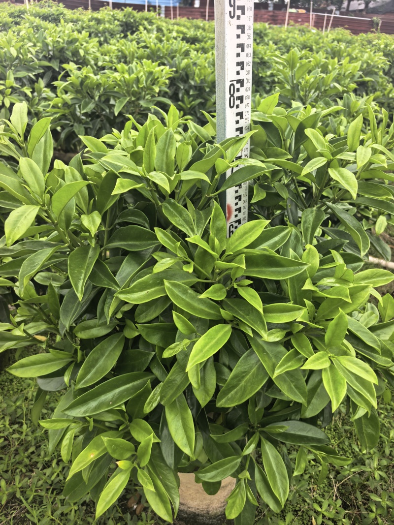 灰莉非洲茉莉基地直供自产自销一手货源量大价格实惠