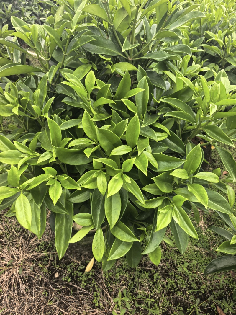 灰莉非洲茉莉基地直供自产自销一手货源量大价格实惠