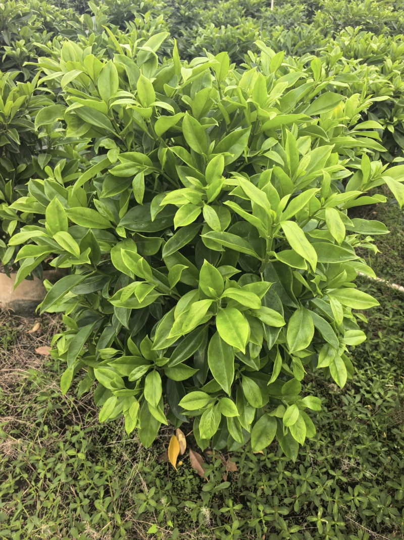 灰莉非洲茉莉基地直供自产自销一手货源量大价格实惠