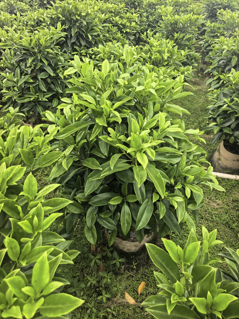 灰莉非洲茉莉基地直供自产自销一手货源量大价格实惠