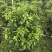 灰莉非洲茉莉基地直供自产自销一手货源量大价格实惠