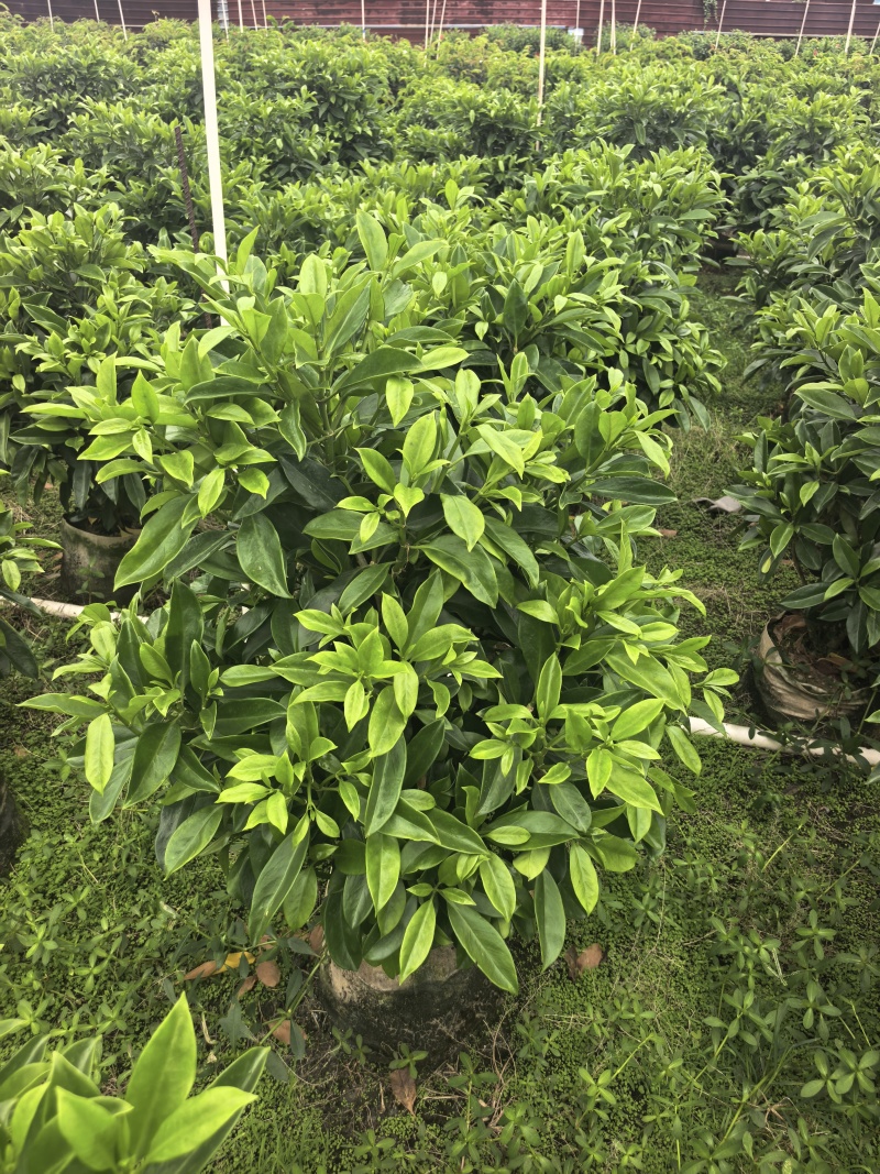 灰莉非洲茉莉基地直供自产自销一手货源量大价格实惠
