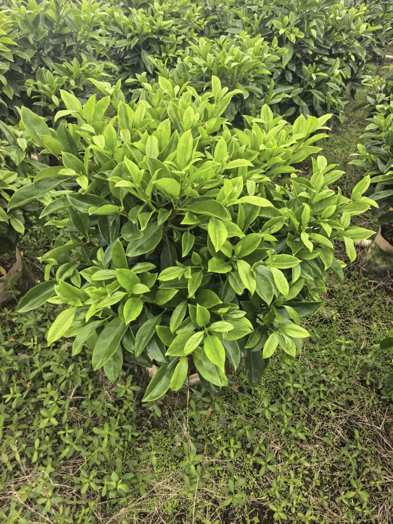 灰莉非洲茉莉基地直供自产自销一手货源量大价格实惠