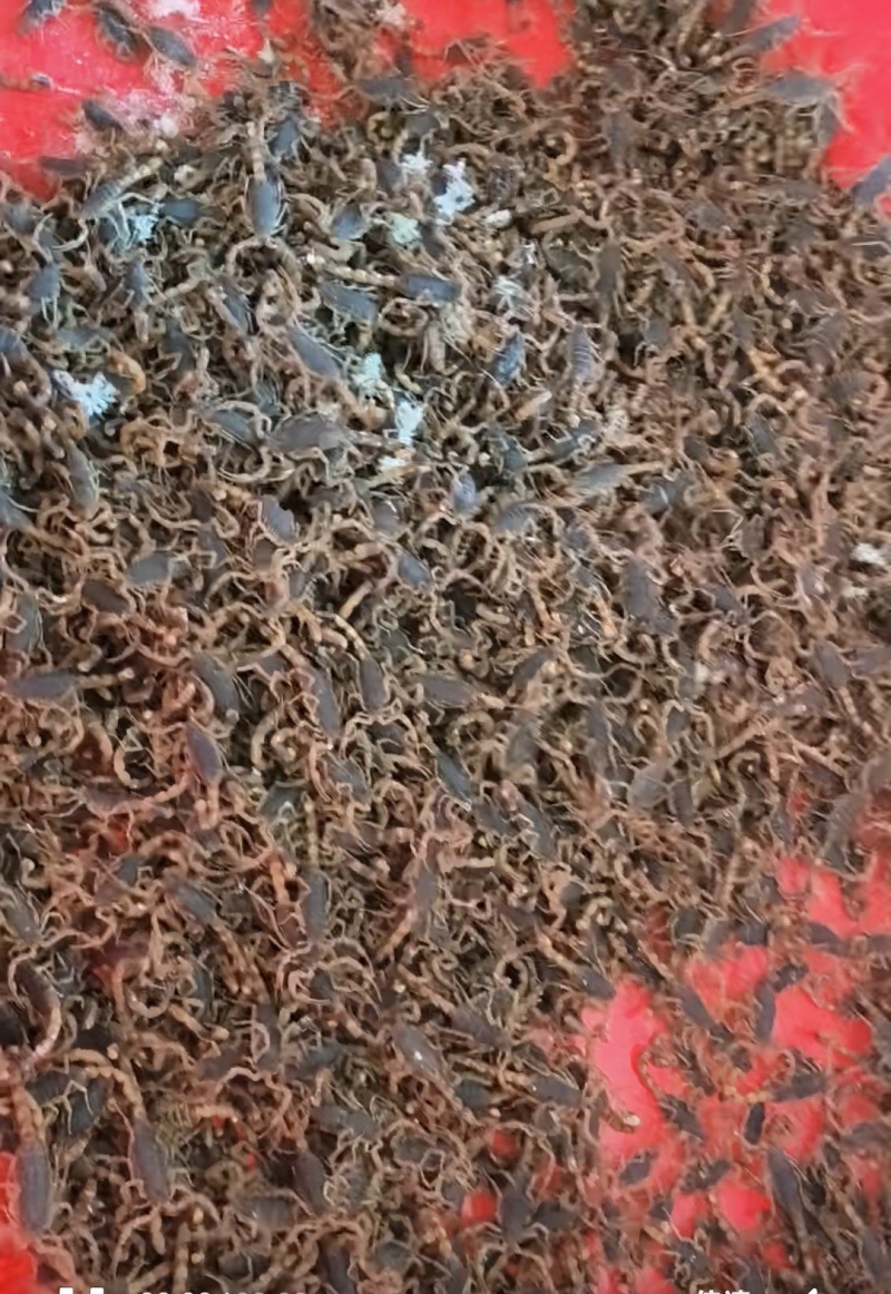 药蝎自家工厂品质保证有需要的老板抓紧时间联系我