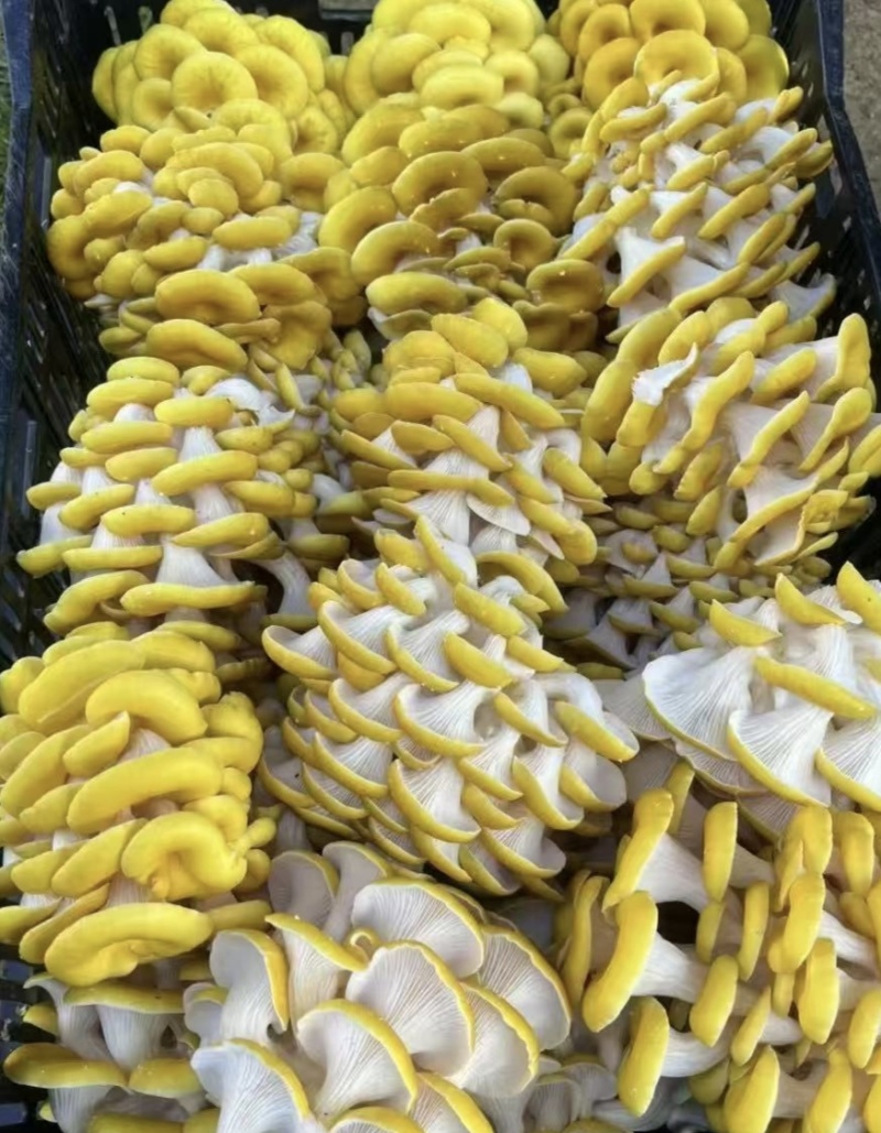 今年新货鸡油菌
