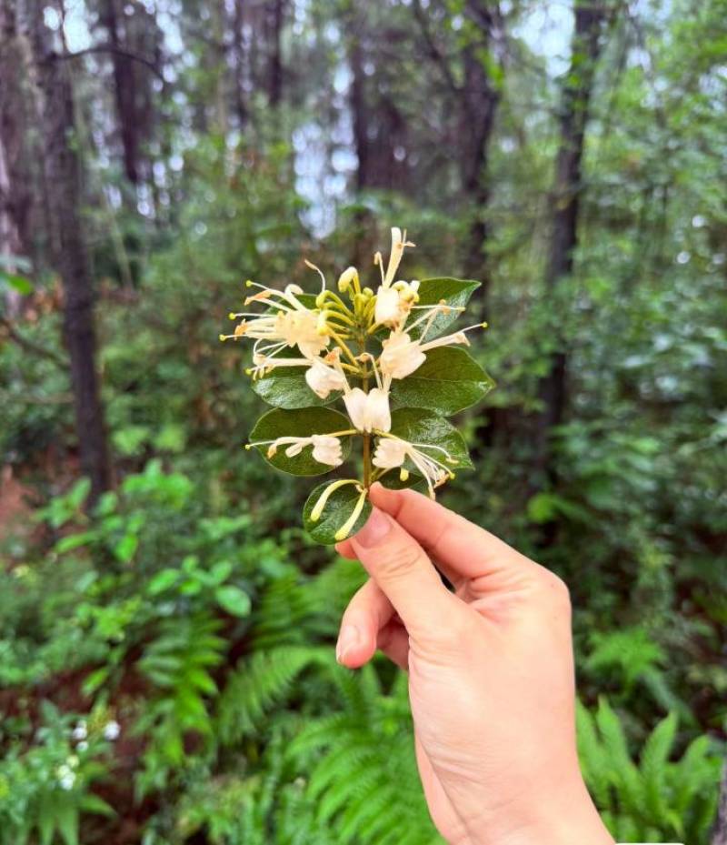 上等金银花批发防风产地直发量大从优对接全国各地客商