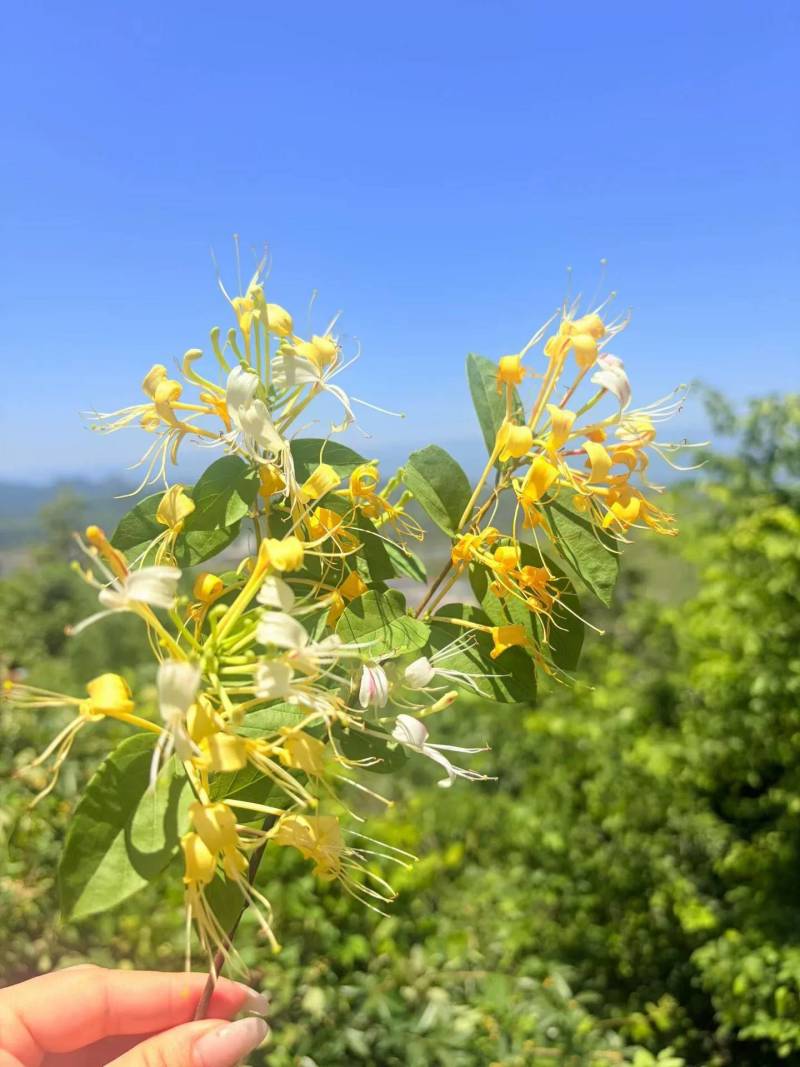 上等金银花批发防风产地直发量大从优对接全国各地客商
