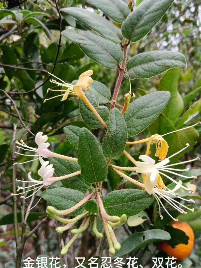 上等金银花批发防风产地直发量大从优对接全国各地客商