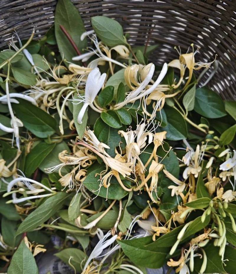 上等金银花批发防风产地直发量大从优对接全国各地客商