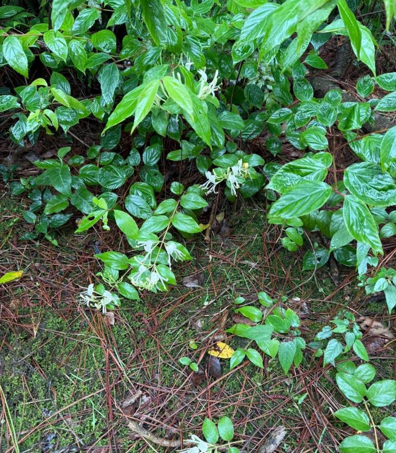 上等金银花批发防风产地直发量大从优对接全国各地客商
